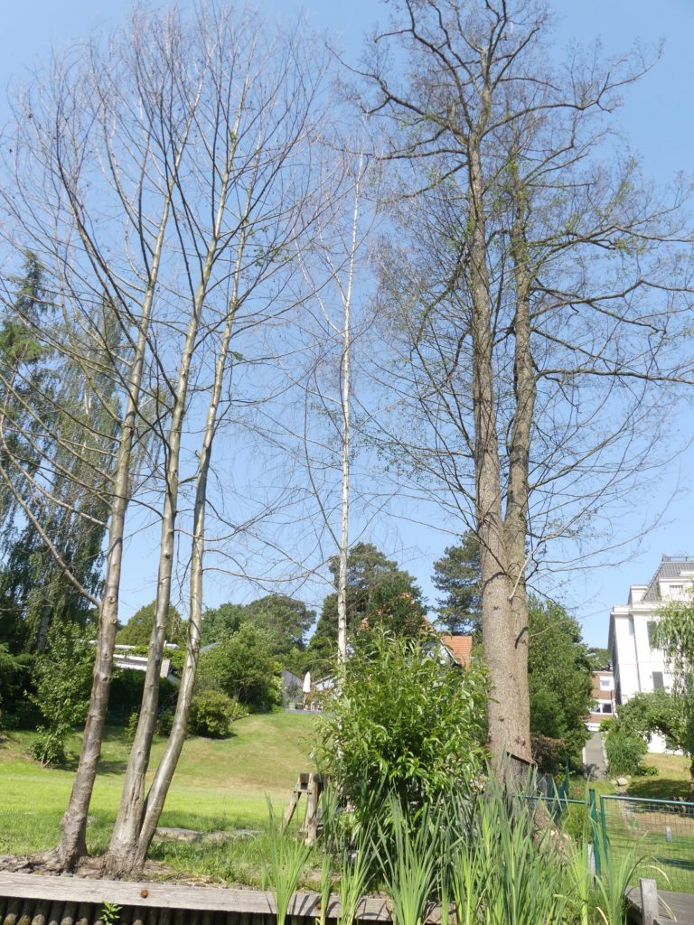 Baumsterben am Waldsee 2018