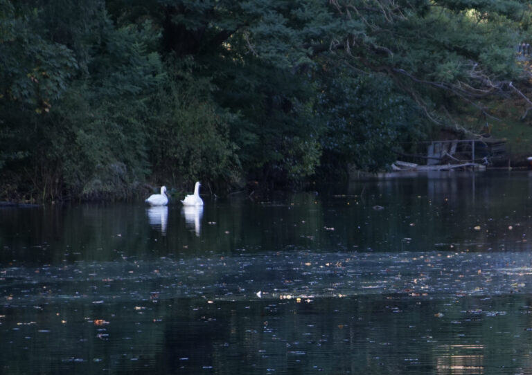 Waldsee Schwäne 2021